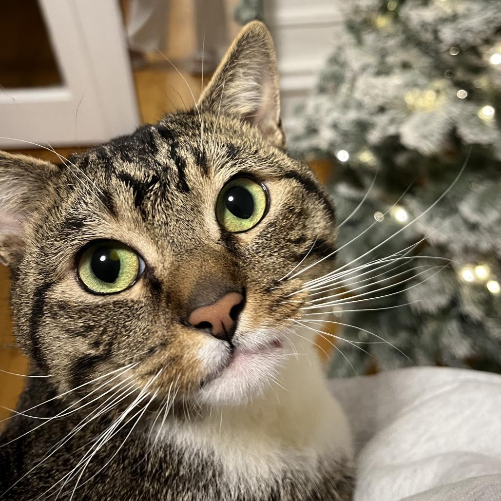 Moses, a Adoptable Domestic Short Hair in New York, NY image 6/6