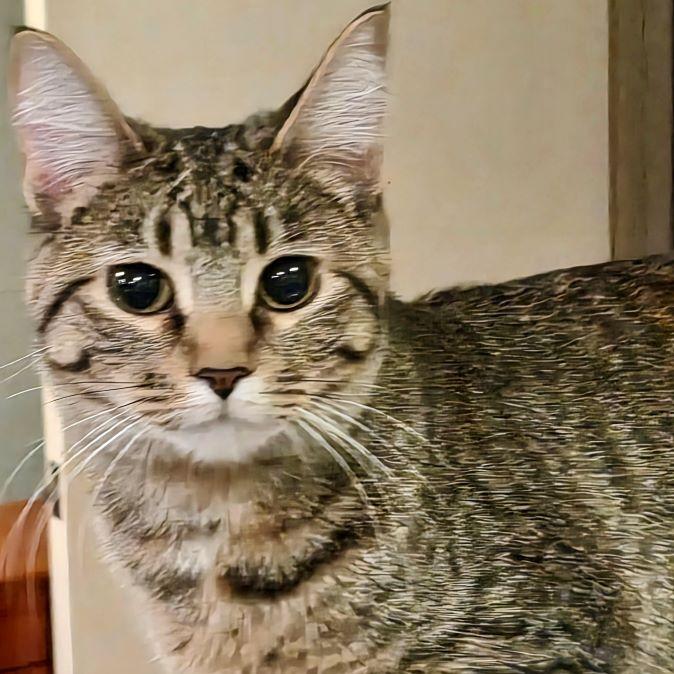 Barrie — thumbnail 3