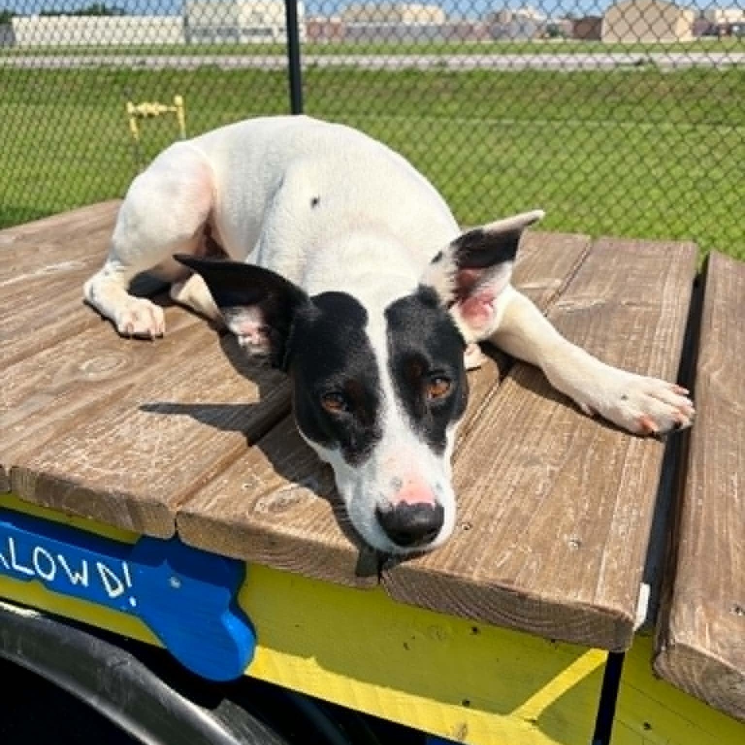 Enlarge Billy, a Adoptable Rat Terrier in Rushville, IL image 4/4