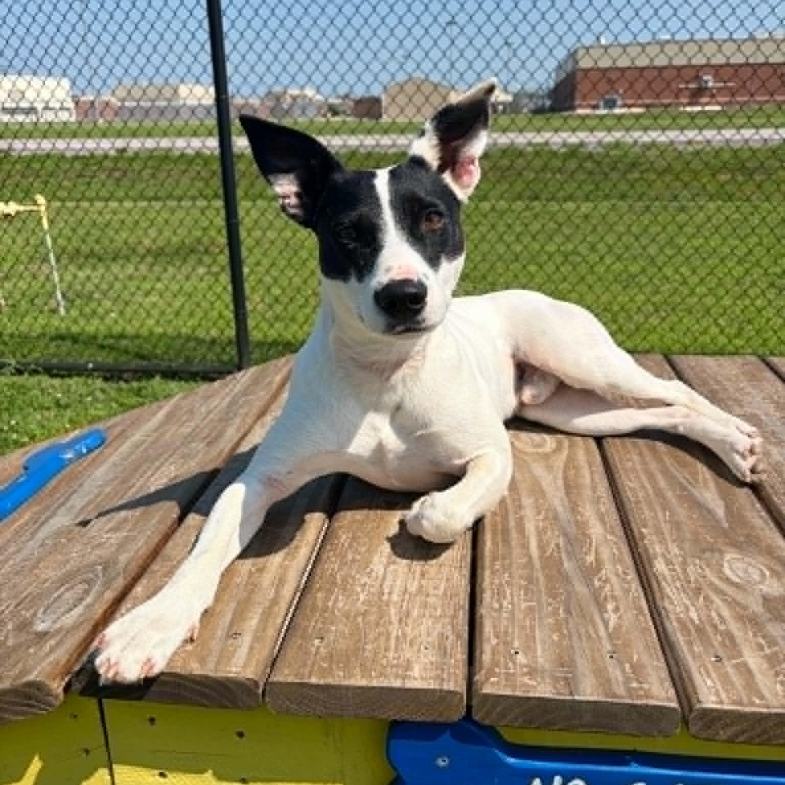 Enlarge Billy, a Adoptable Rat Terrier in Rushville, IL image 1/4