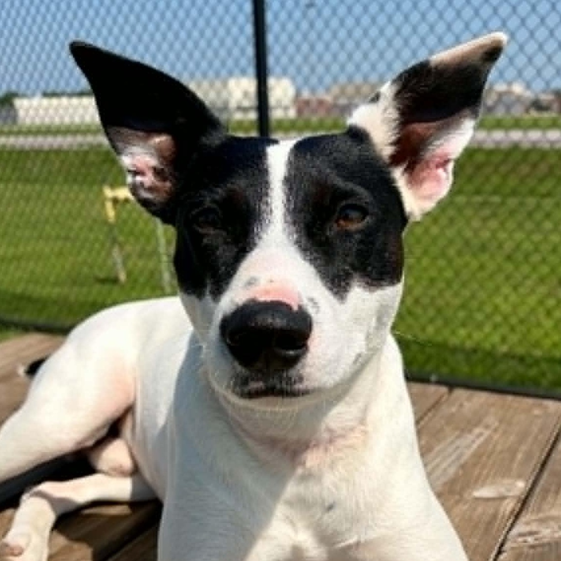 Enlarge Billy, a Adoptable Rat Terrier in Rushville, IL image 2/4