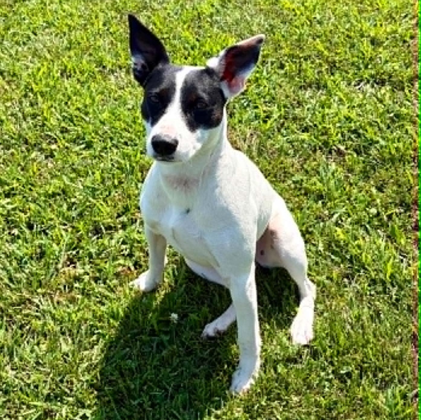 Enlarge Billy, a Adoptable Rat Terrier in Rushville, IL image 3/4