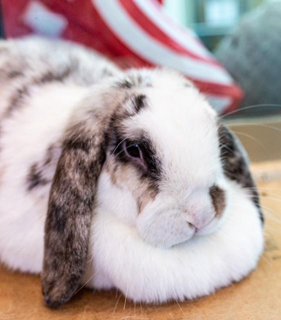 Enlarge SPRINKLES, a Adoptable Holland Lop in Boston, MA image 1/1