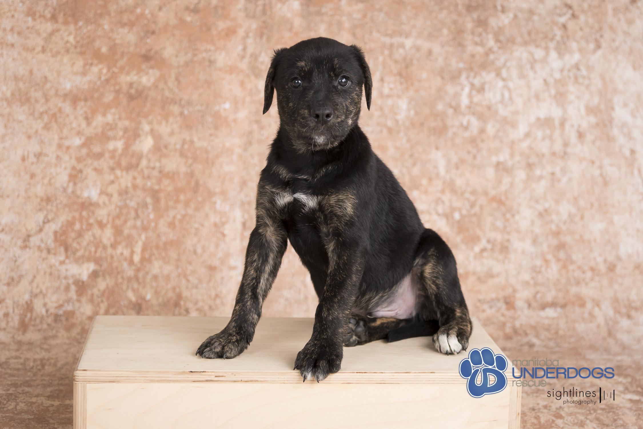 Solace, an adoptable Labrador Retriever, Shepherd in Winnipeg, MB, R2M 2K2 | Photo Image 3