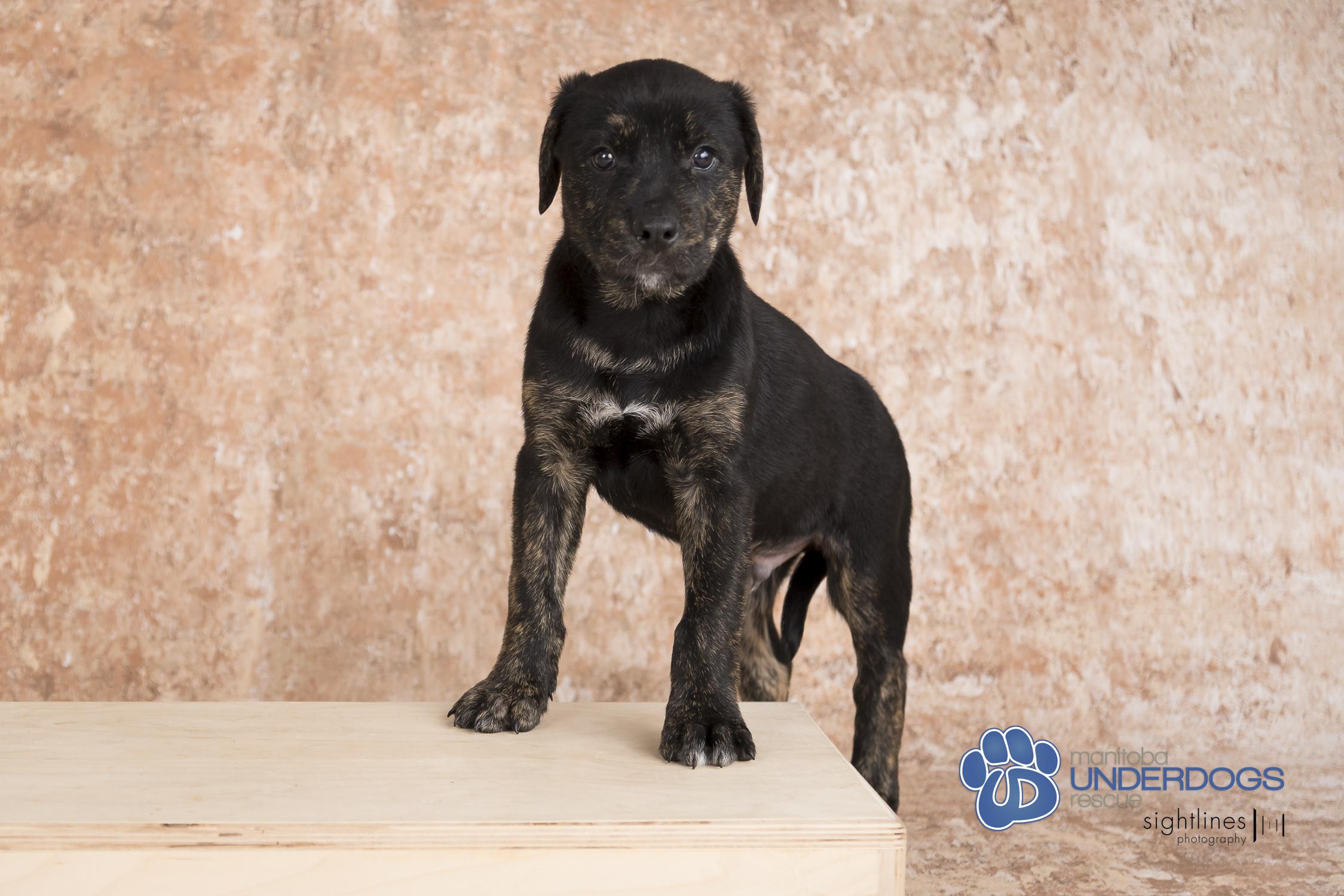 Solace, an adoptable Labrador Retriever, Shepherd in Winnipeg, MB, R2M 2K2 | Photo Image 1