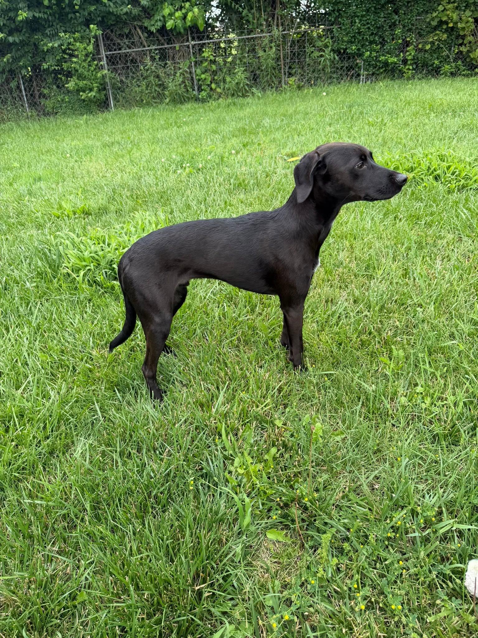Kai, an adopted mixed breed in Columbus, OH image 4/6