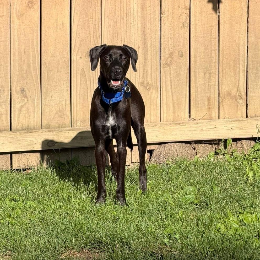 Kai, an adopted mixed breed in Columbus, OH image 3/6