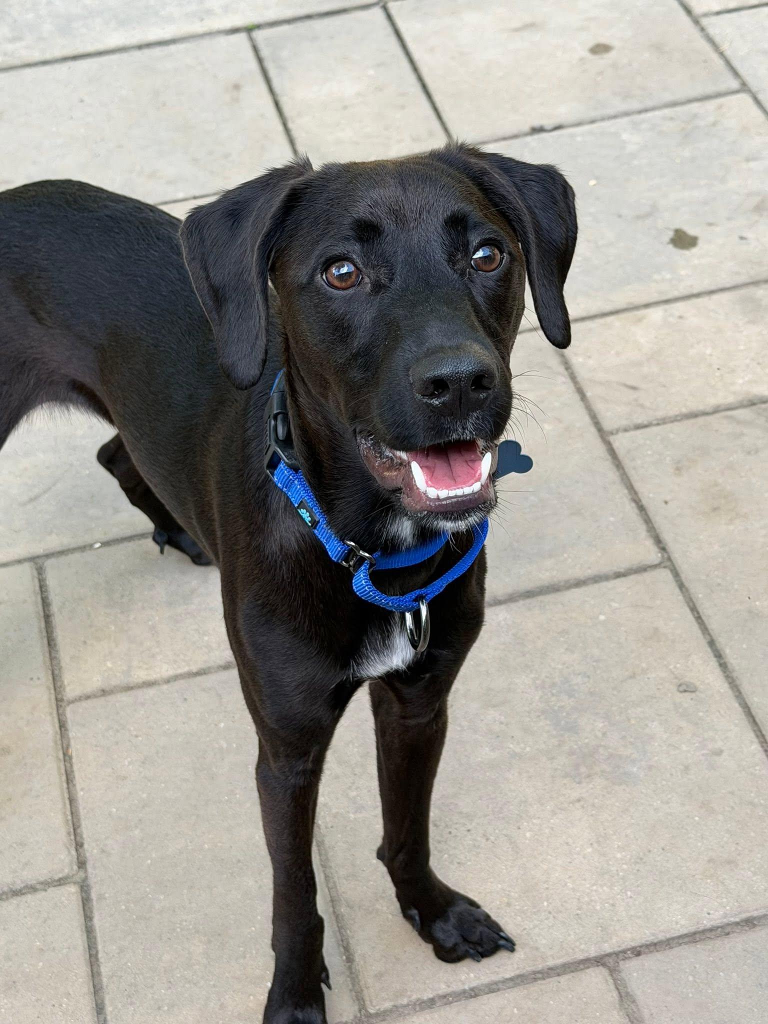 Kai, adopted, Young Male Mixed Breed.