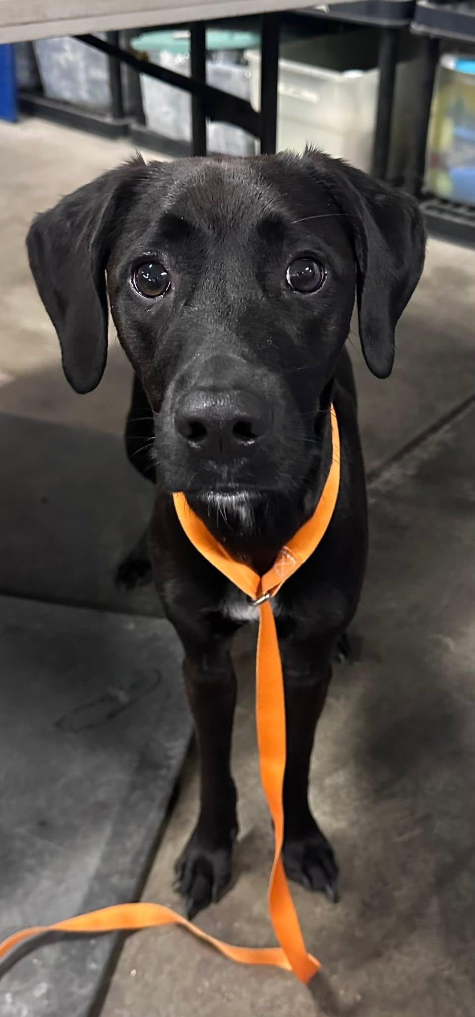 Kai, an adopted mixed breed in Columbus, OH image 2/6