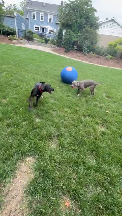 Enlarge Kai, an adopted mixed breed in Columbus, OH video 6/6