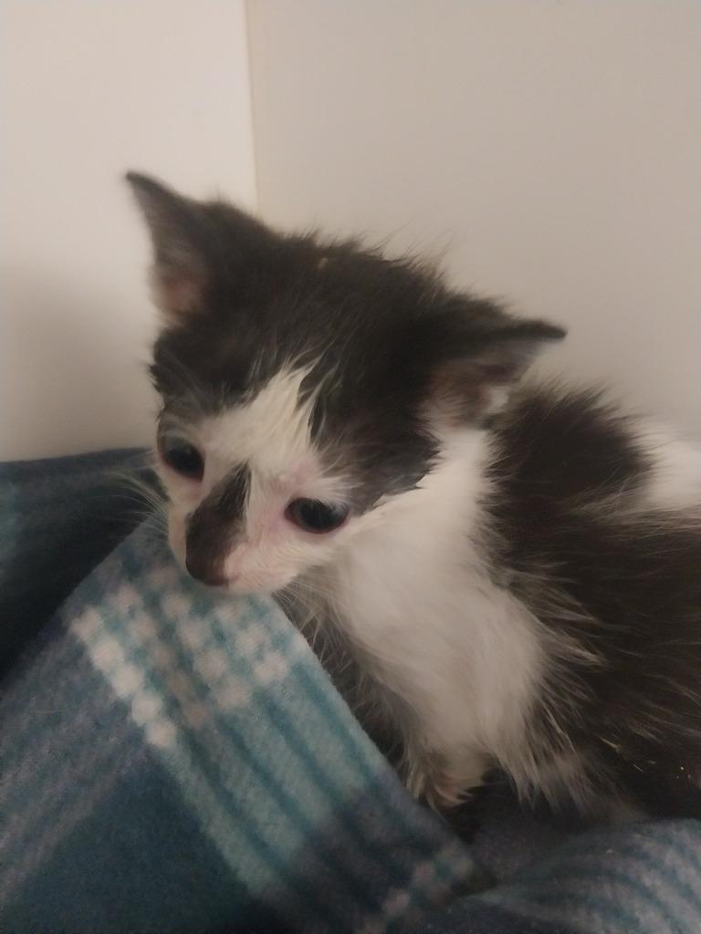 Mandy, Adoptable, Kitten Female Domestic Short Hair.
