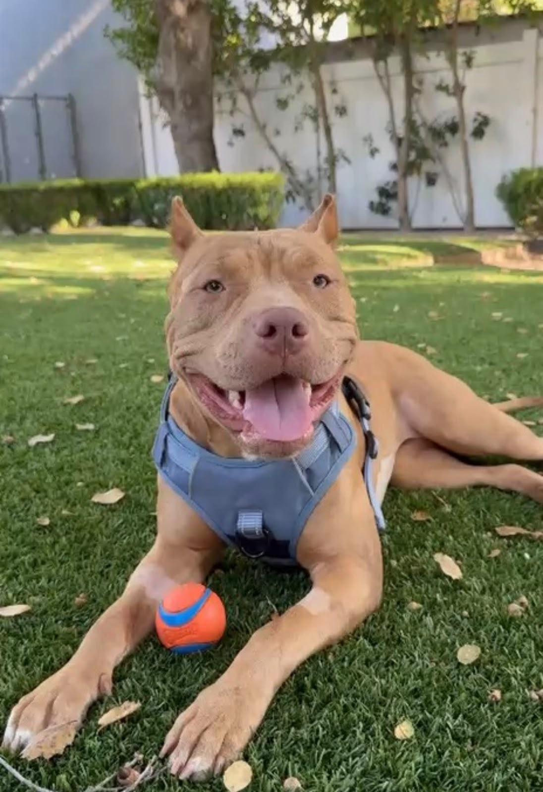 Enlarge Georgia, a Adoptable American Bully in Los Angeles, CA image 3/6