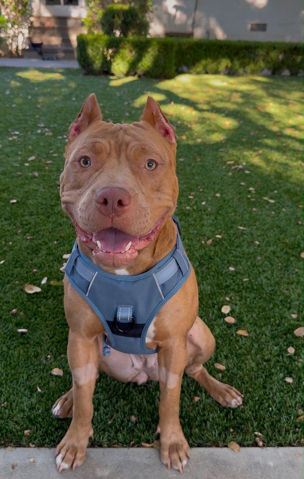 Georgia, ADOPTABLE, Puppy Female American Bully.