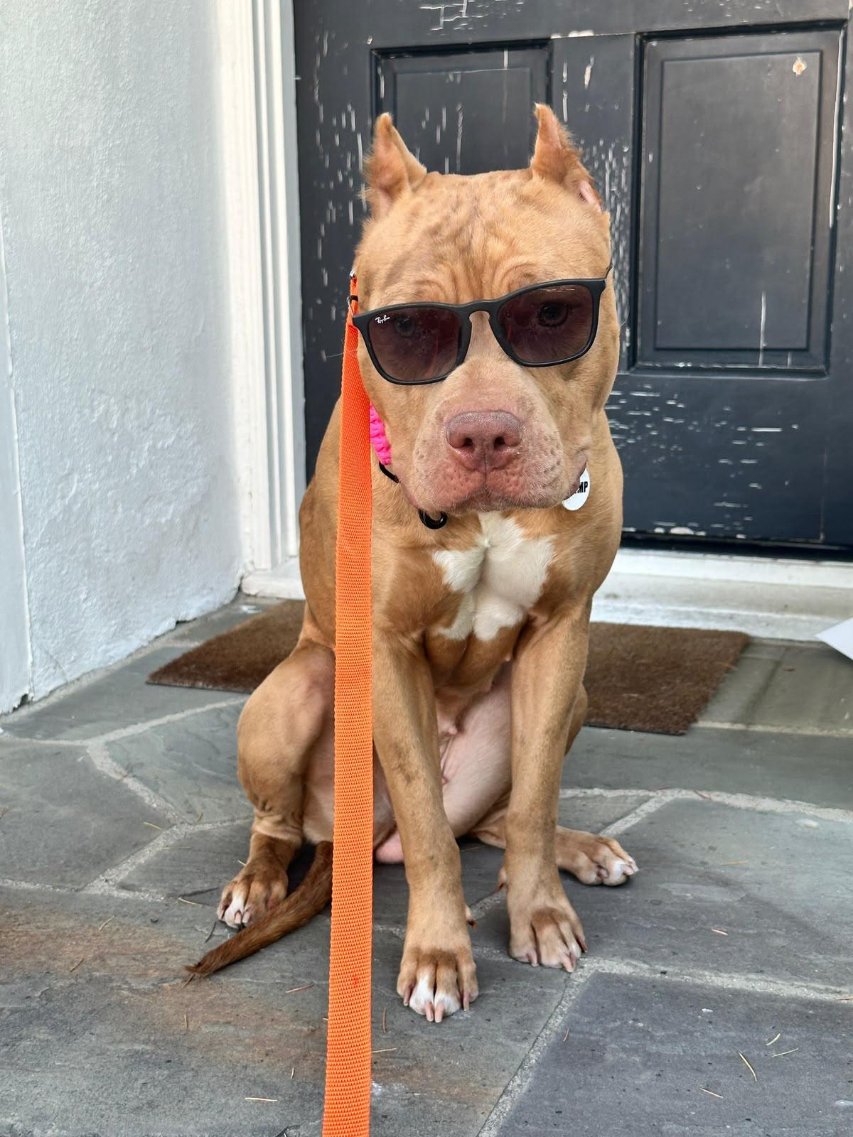Enlarge Georgia, a Adoptable American Bully in Los Angeles, CA image 2/6