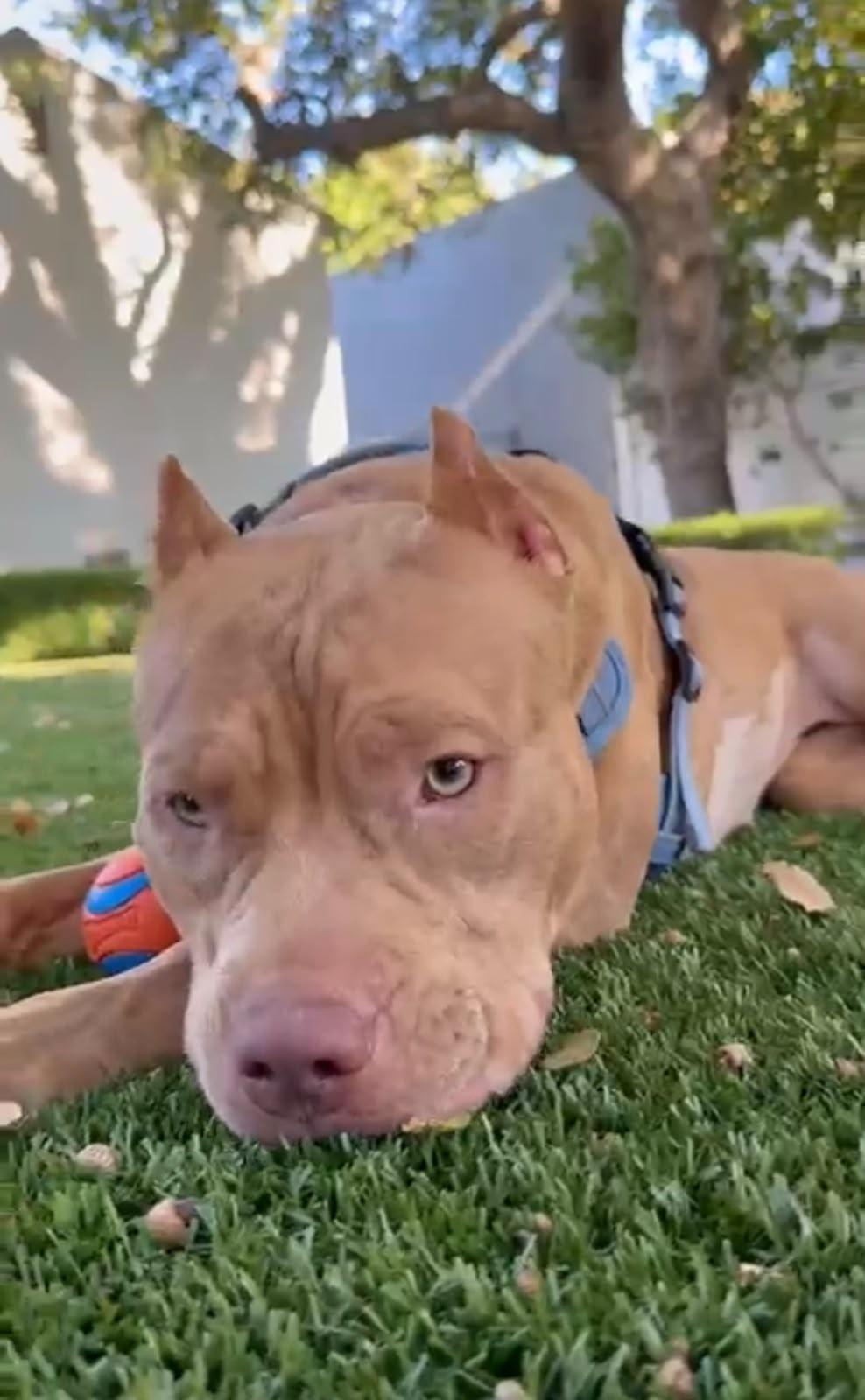 Enlarge Georgia, a Adoptable American Bully in Los Angeles, CA image 4/6