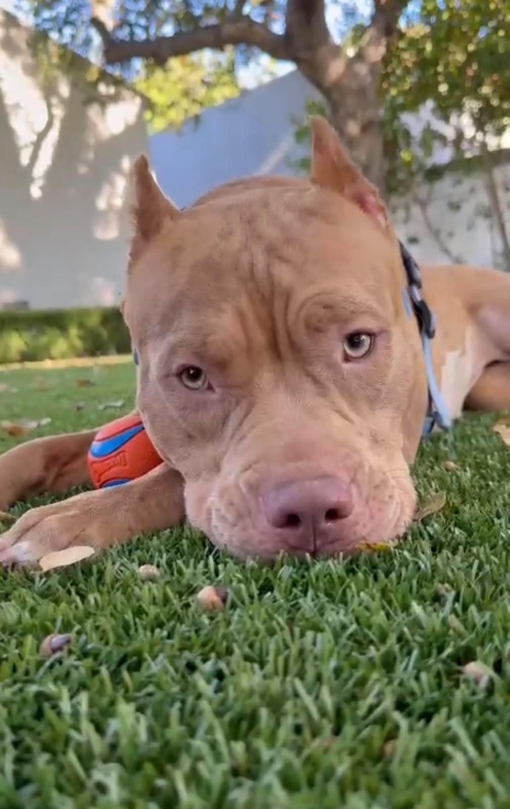 Enlarge Georgia, a Adoptable American Bully in Los Angeles, CA image 5/6