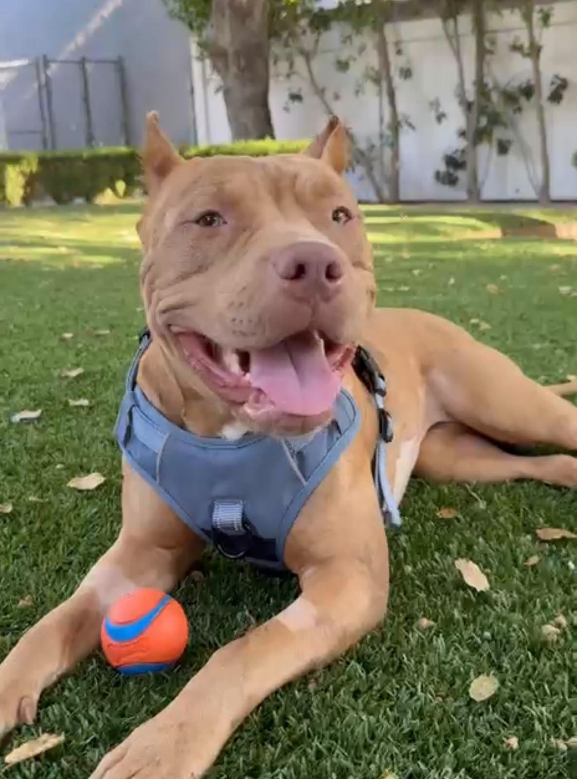 Enlarge Georgia, a Adoptable American Bully in Los Angeles, CA image 6/6