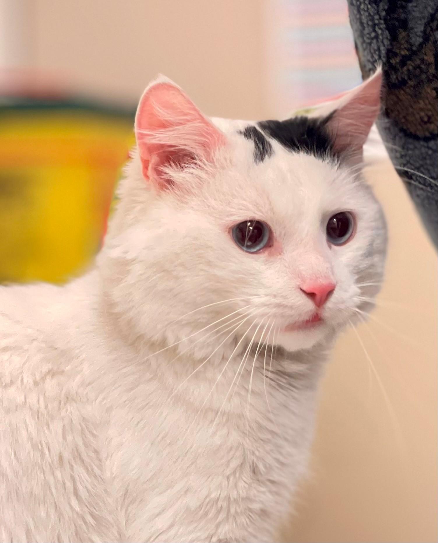 Mayo, adoptable, Adult Male Domestic Medium Hair.