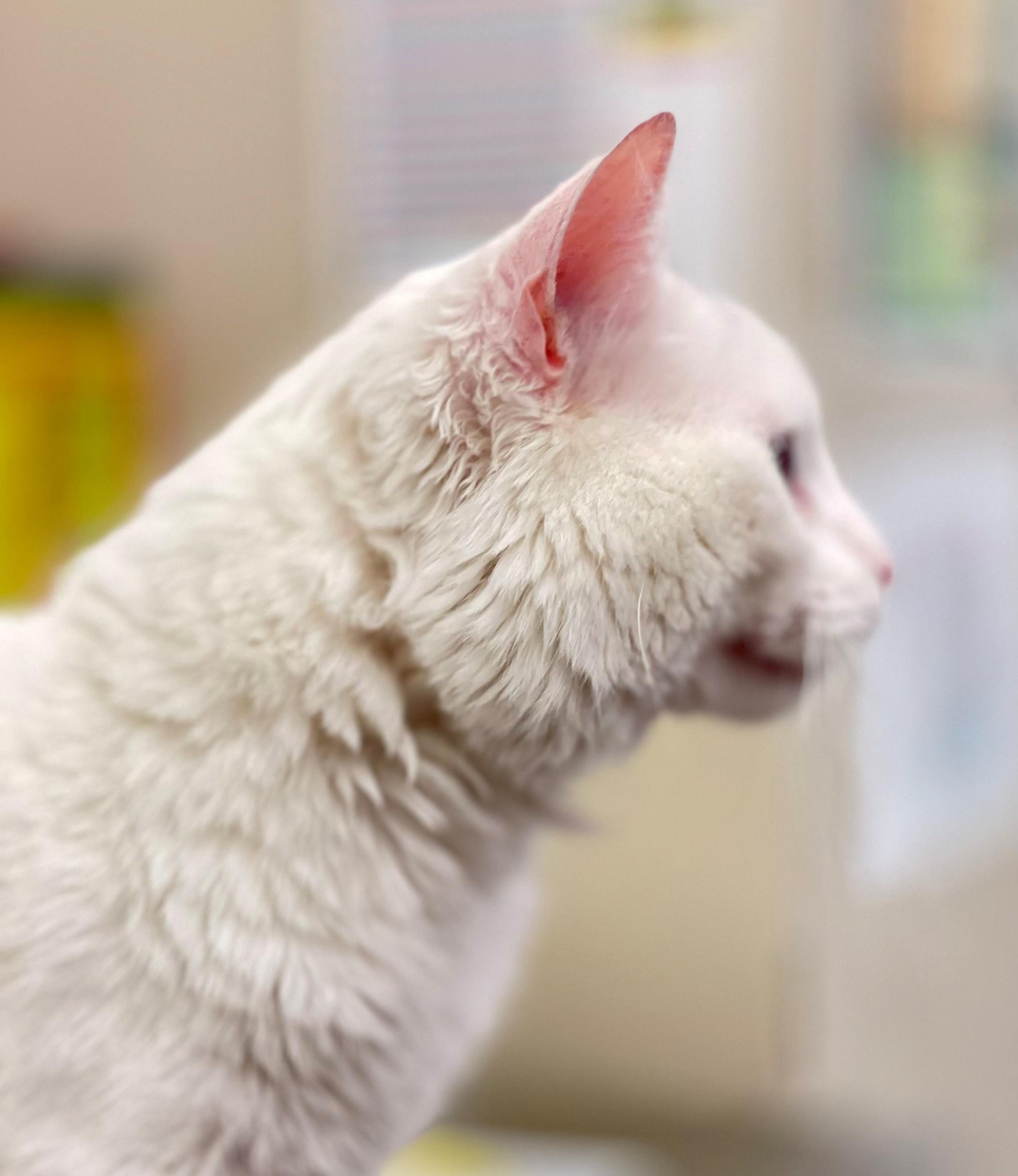 Enlarge Mayo, an adoptable Domestic Medium Hair in Hamilton, ON image 2/4