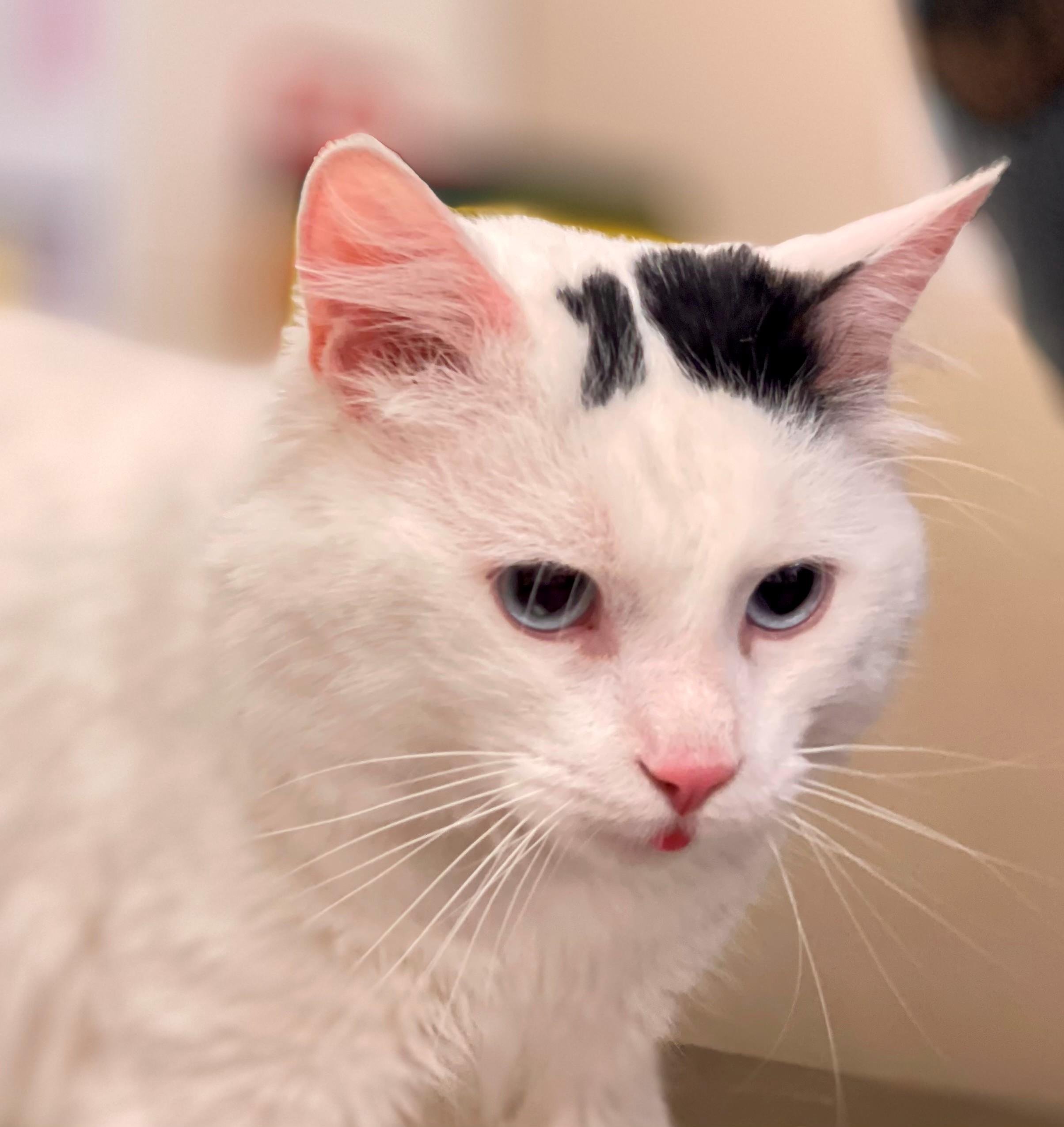 Enlarge Mayo, an adoptable Domestic Medium Hair in Hamilton, ON image 3/4