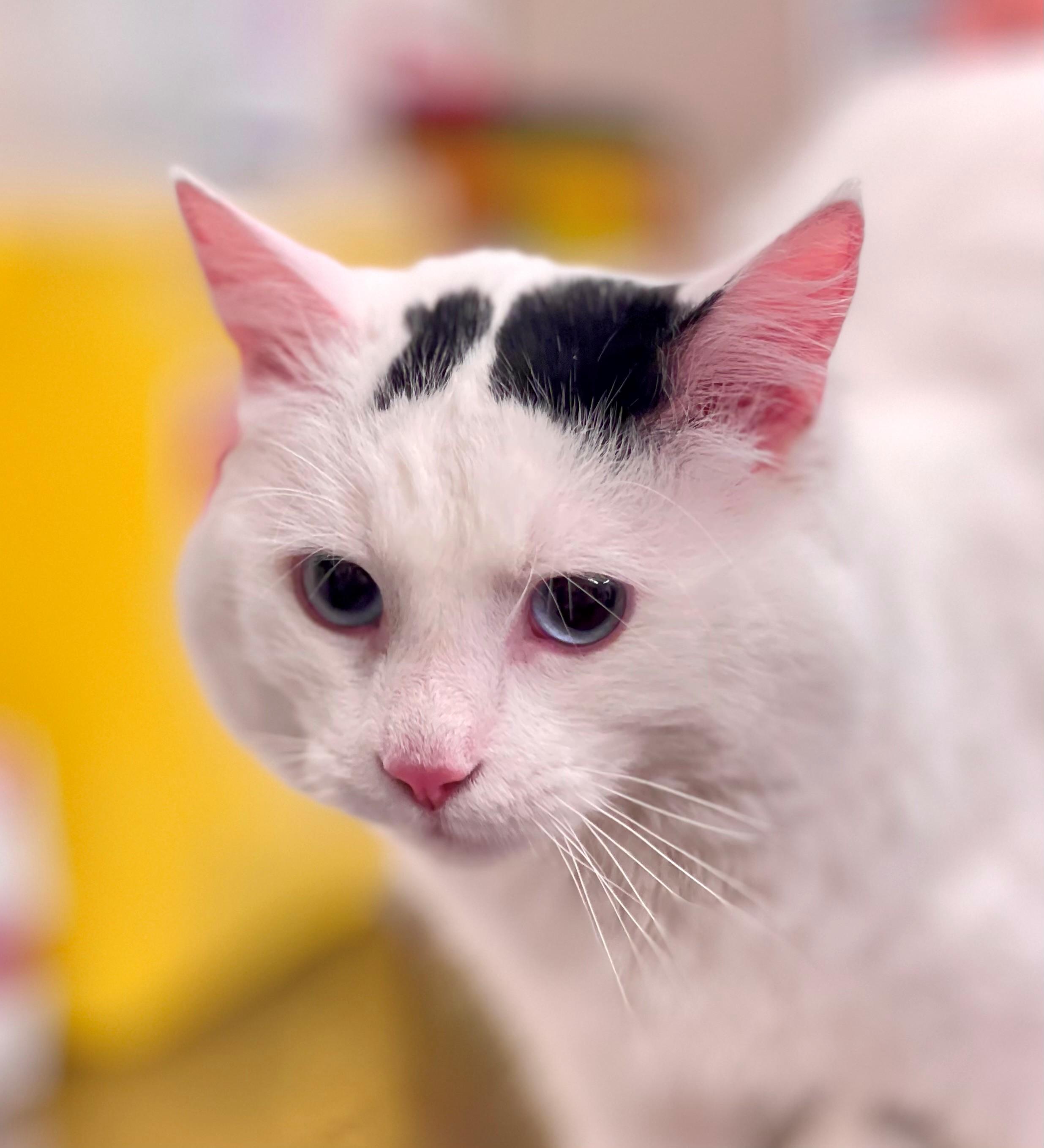 Enlarge Mayo, an adoptable Domestic Medium Hair in Hamilton, ON image 4/4