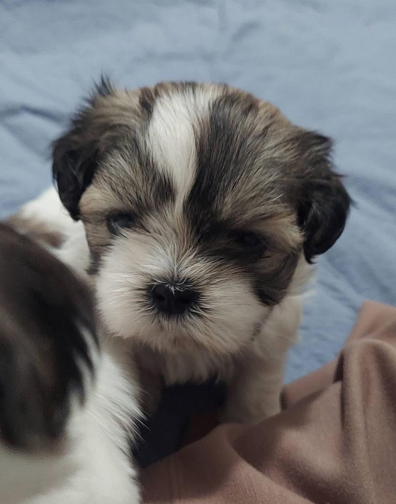 Pixel, Adoptable, Puppy Male Shih Tzu.