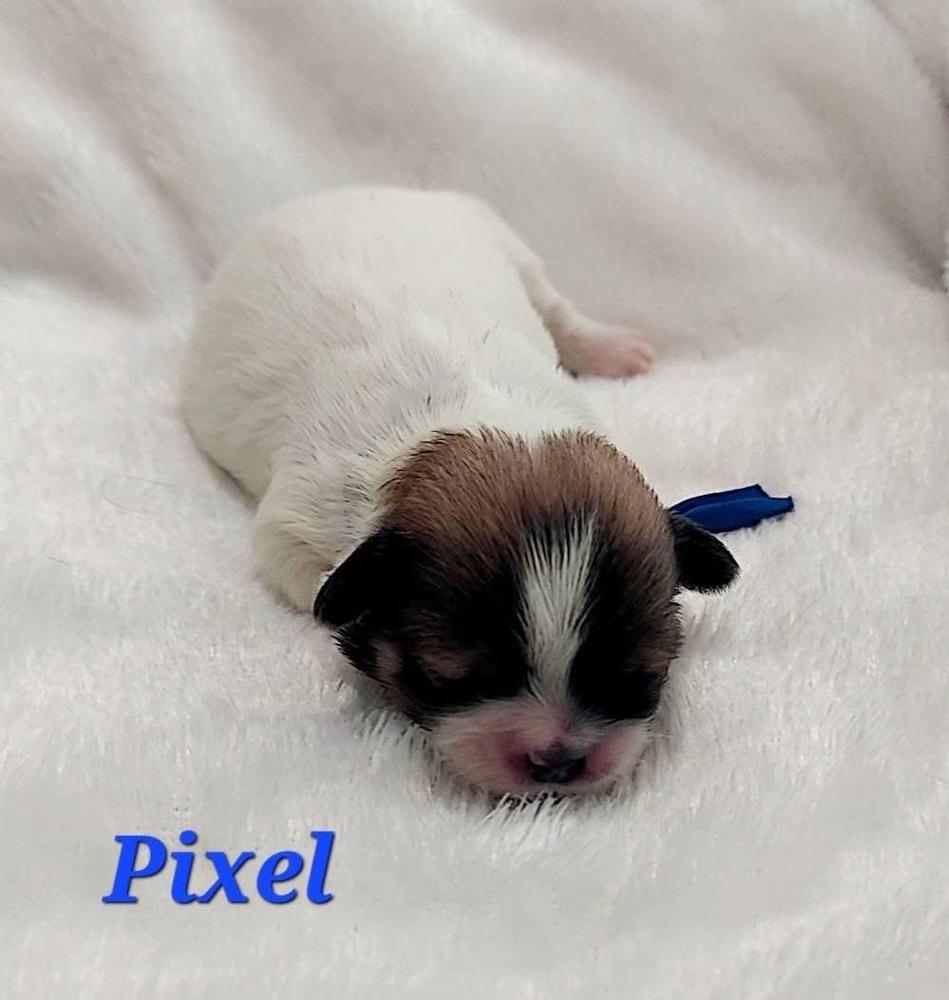 Enlarge Pixel, a Adoptable mixed breed in Warr Acres, OK image 2/6