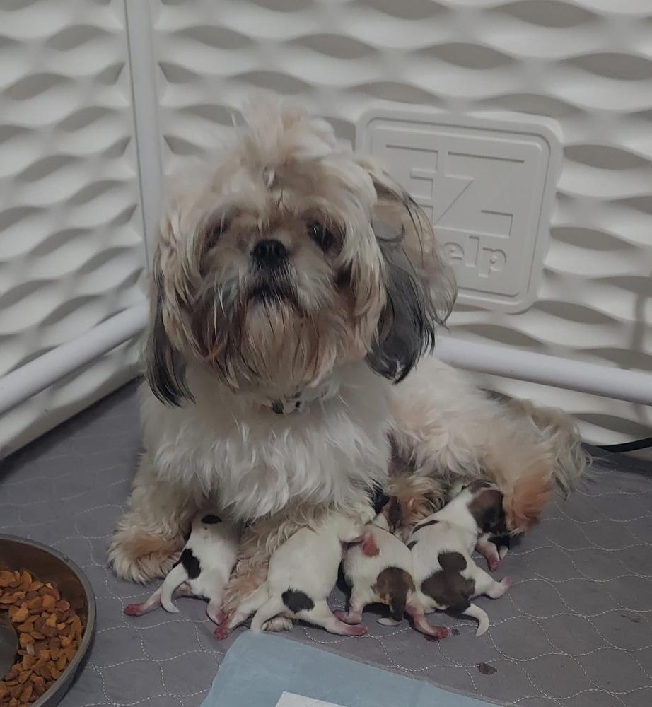 Enlarge Pixel, a Adoptable mixed breed in Warr Acres, OK image 3/6