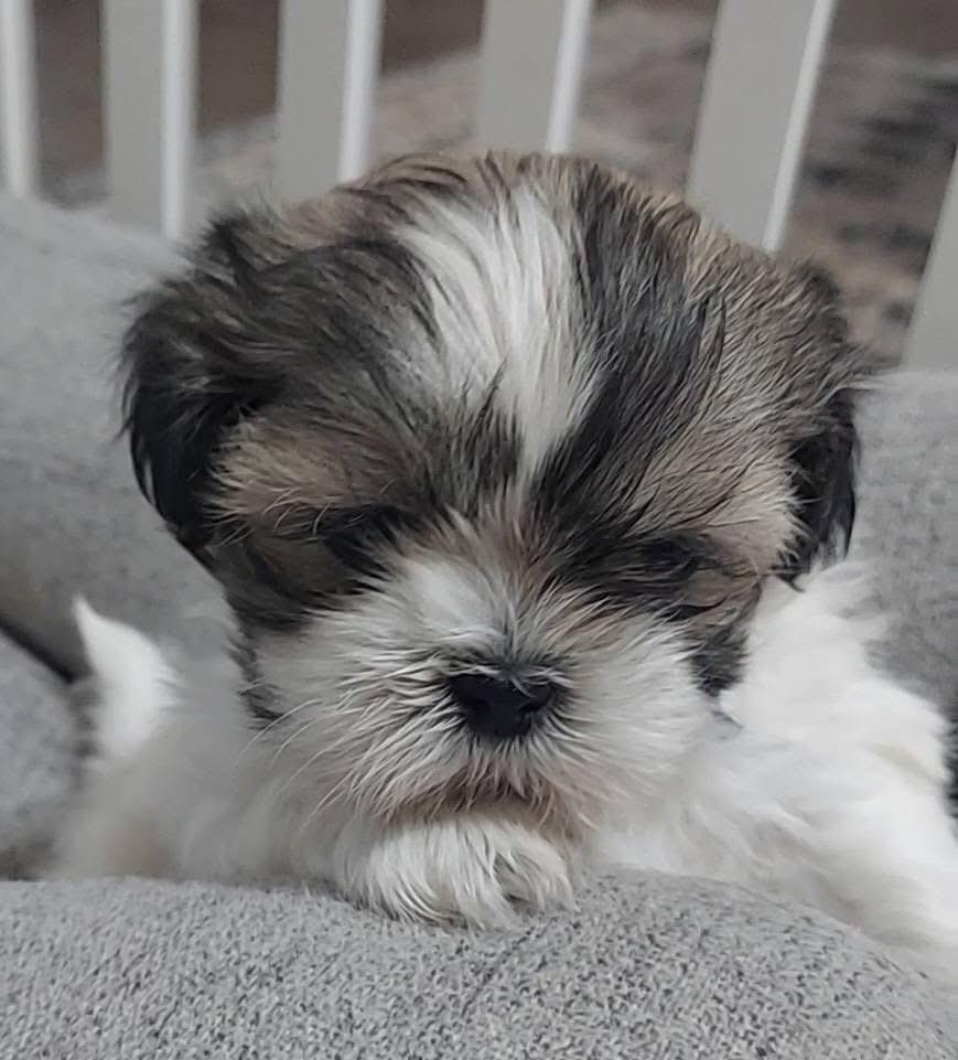 Enlarge Pixel, a Adoptable mixed breed in Warr Acres, OK image 5/6