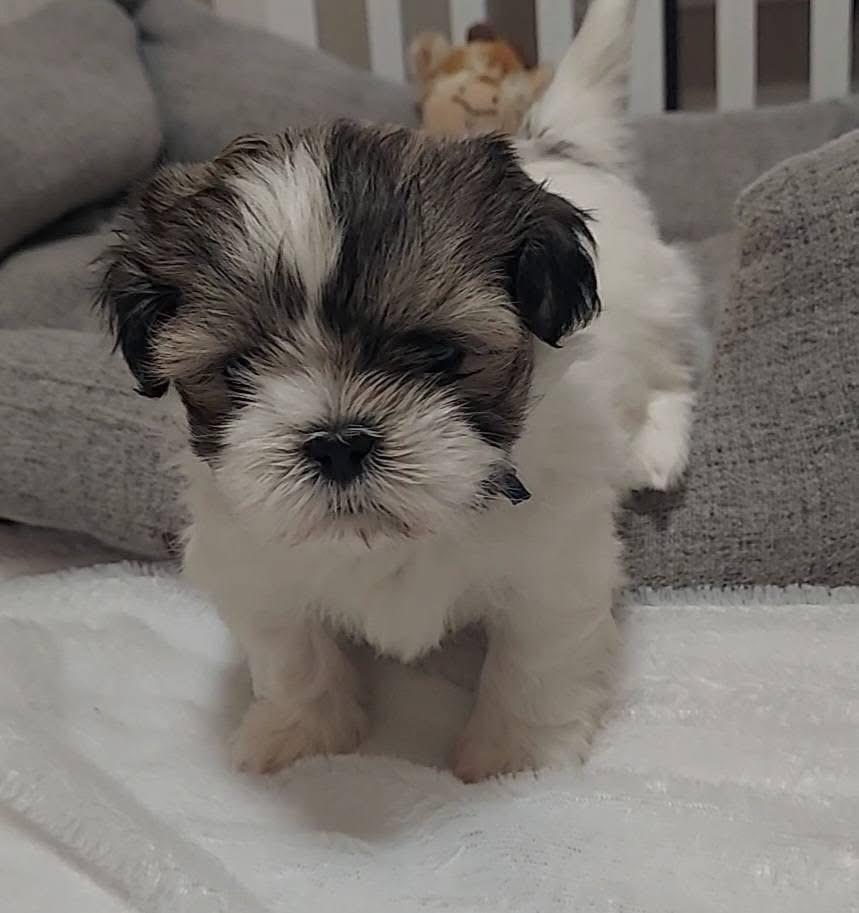 Enlarge Pixel, a Adoptable mixed breed in Warr Acres, OK image 6/6