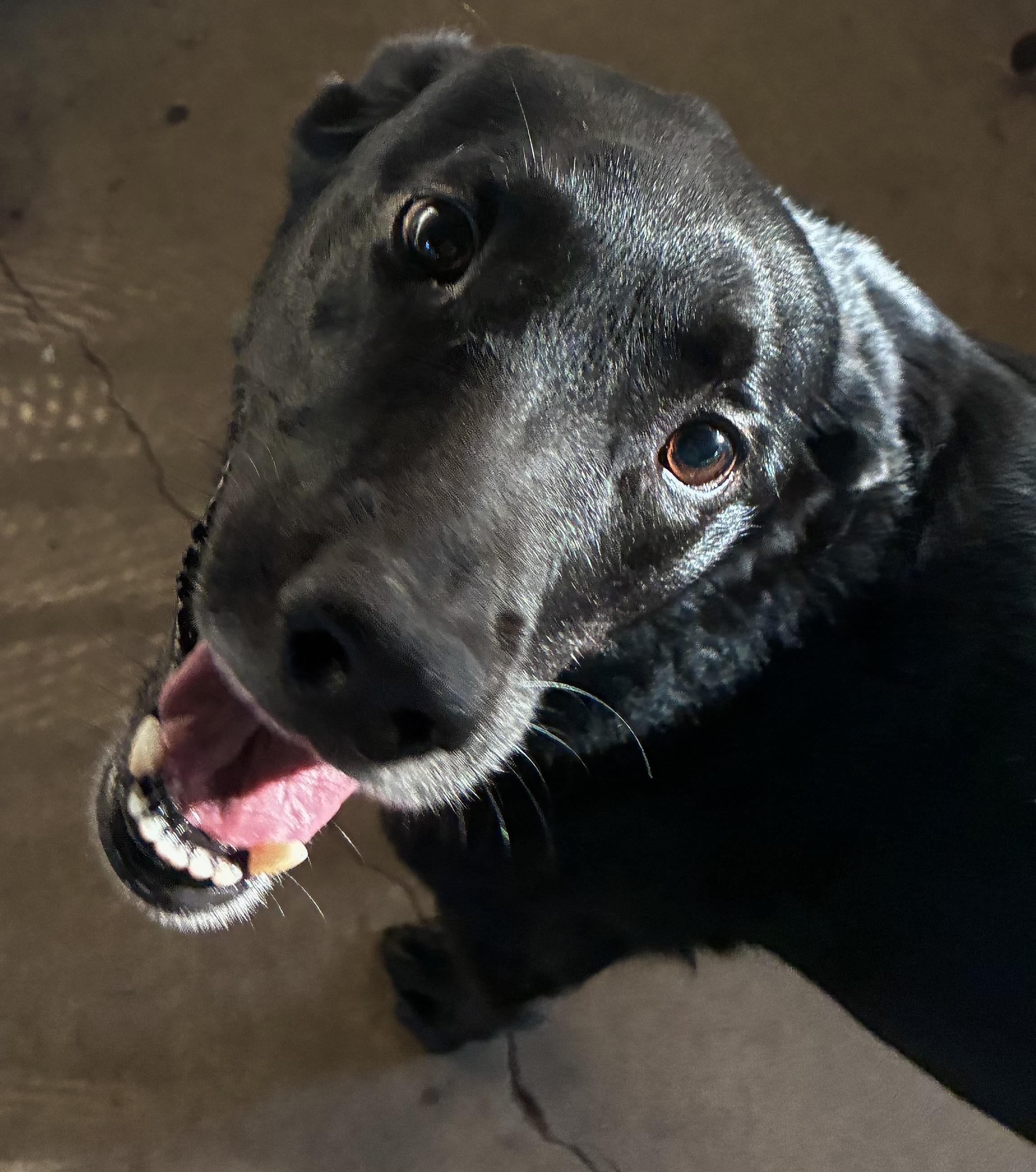 Rosie, Adoptable, Adult Female Retriever & Labrador Retriever.