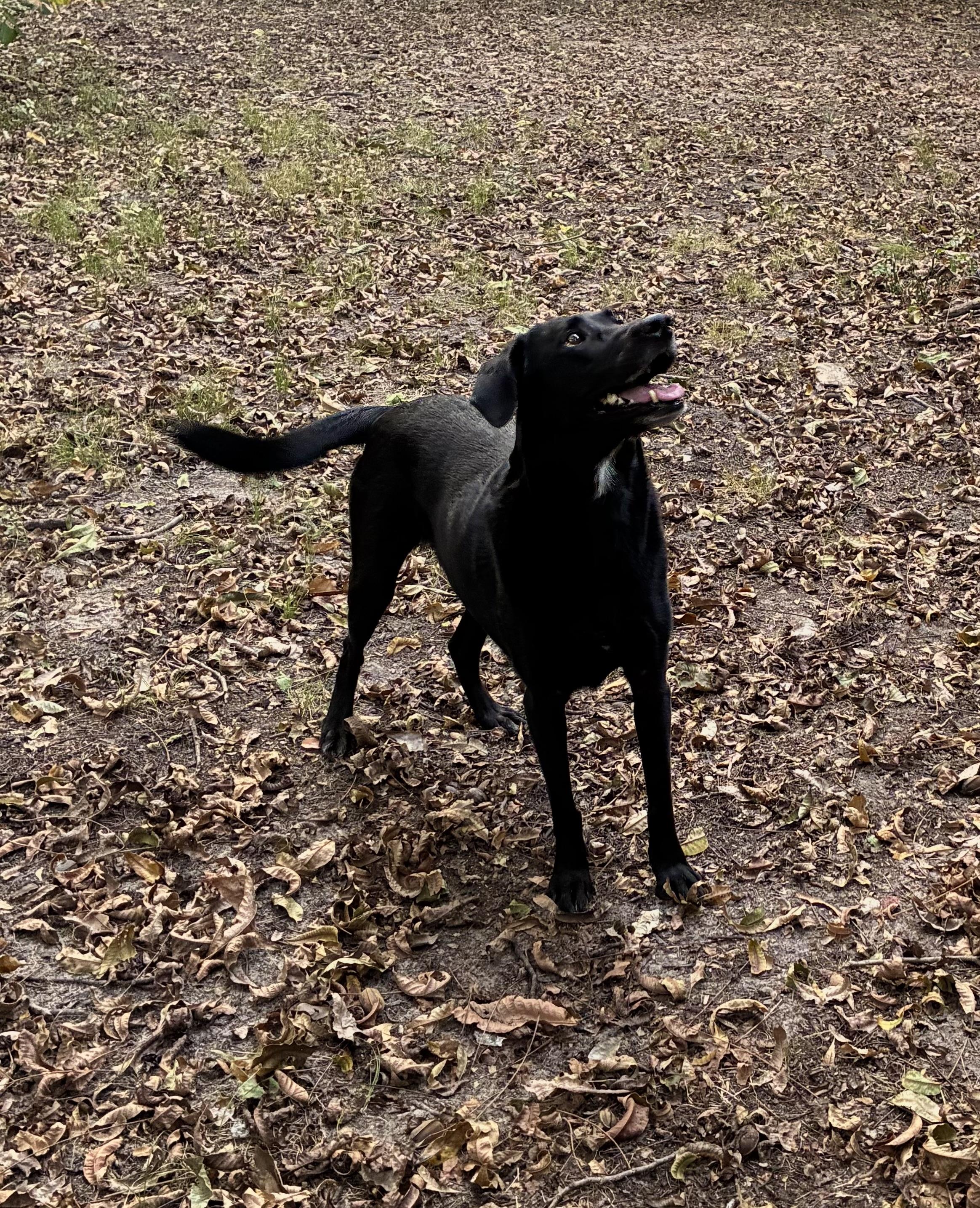 Enlarge Rosie, a Adoptable mixed breed in Cincinnati, OH image 4/6