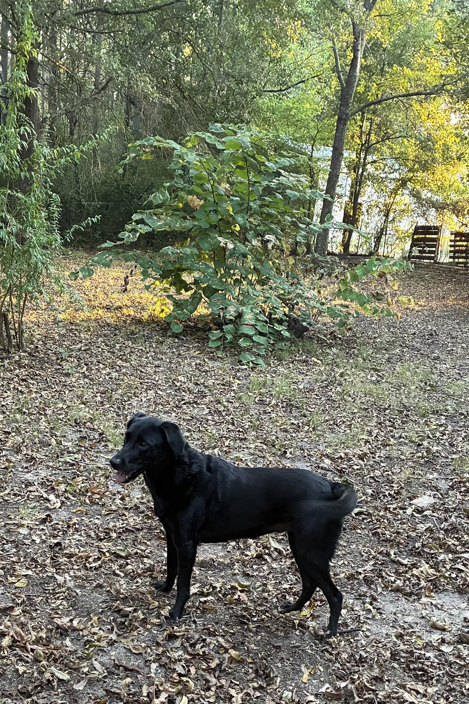 Enlarge Rosie, a Adoptable mixed breed in Cincinnati, OH image 5/6