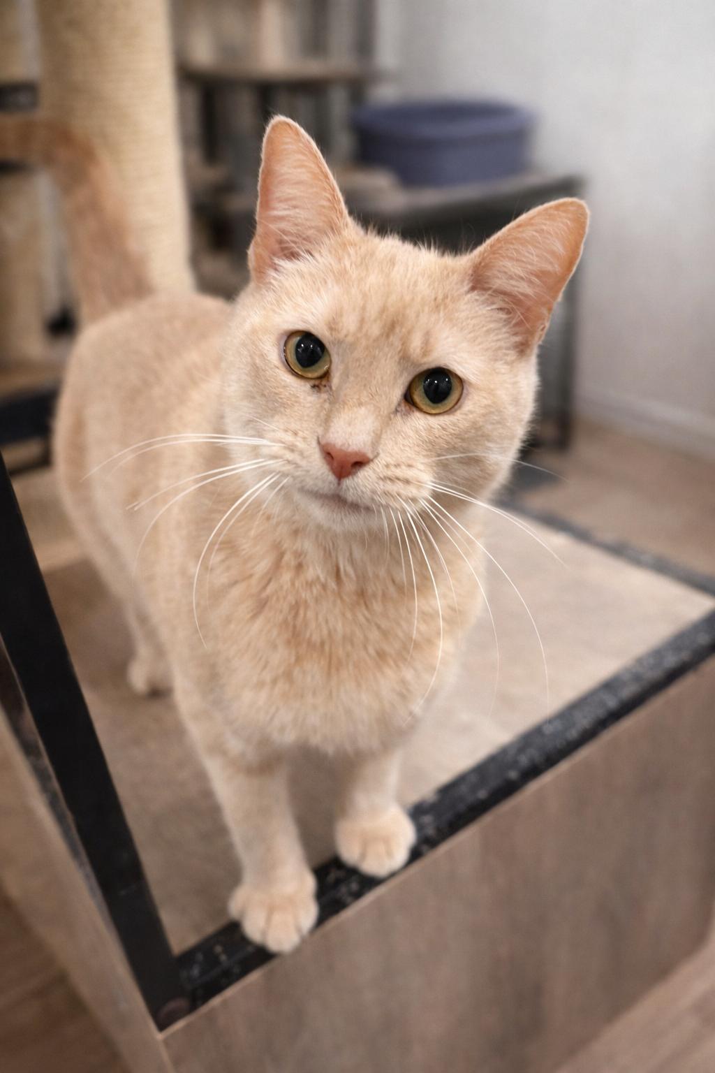 Blondie, Adoptable, Adult Female Domestic Short Hair.