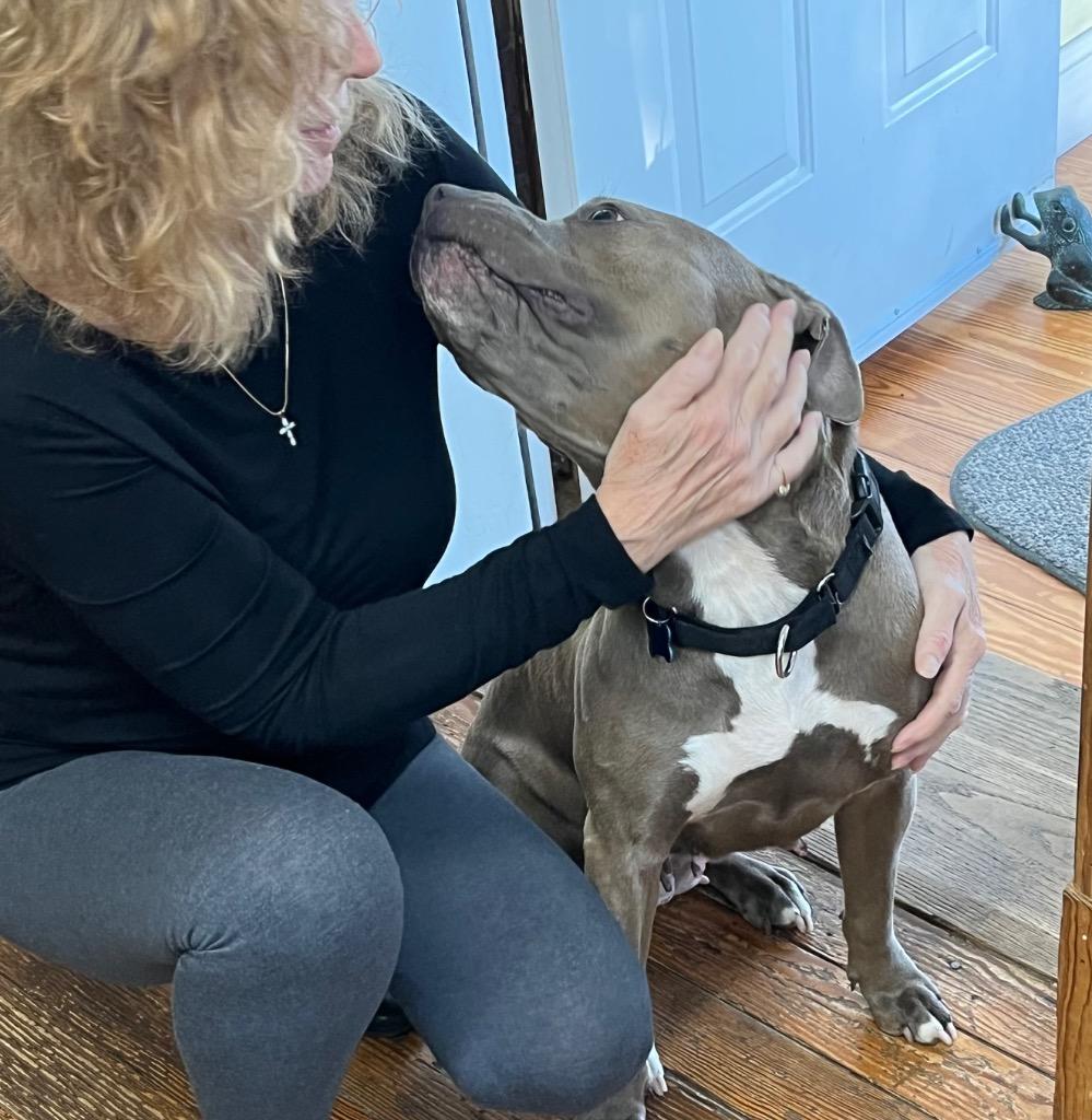 Tilly, a Adoptable mixed breed in Columbia, IL image 2/6