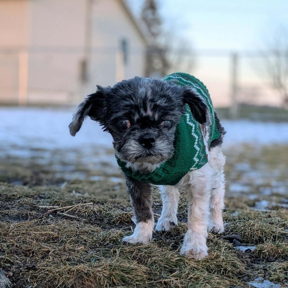 Enlarge Hawkins, a Adoptable Shih Tzu in Grand Rapids, MI image 1/4