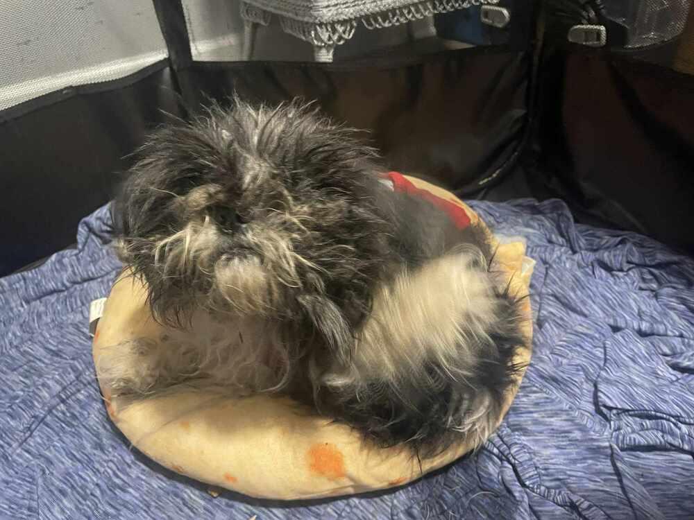 Enlarge Hawkins, a Adoptable Shih Tzu in Grand Rapids, MI image 2/4
