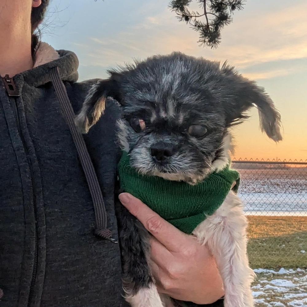 Enlarge Hawkins, a Adoptable Shih Tzu in Grand Rapids, MI image 3/4