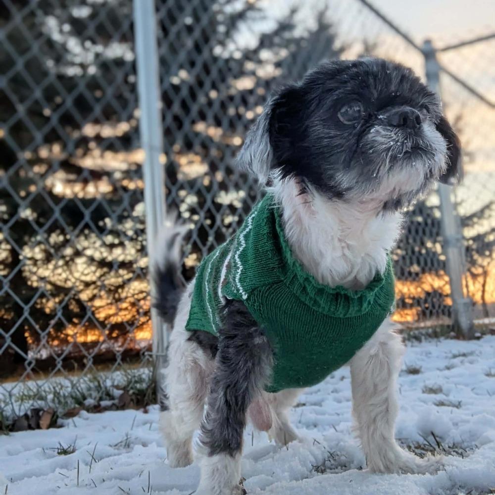 Enlarge Hawkins, a Adoptable Shih Tzu in Grand Rapids, MI image 4/4