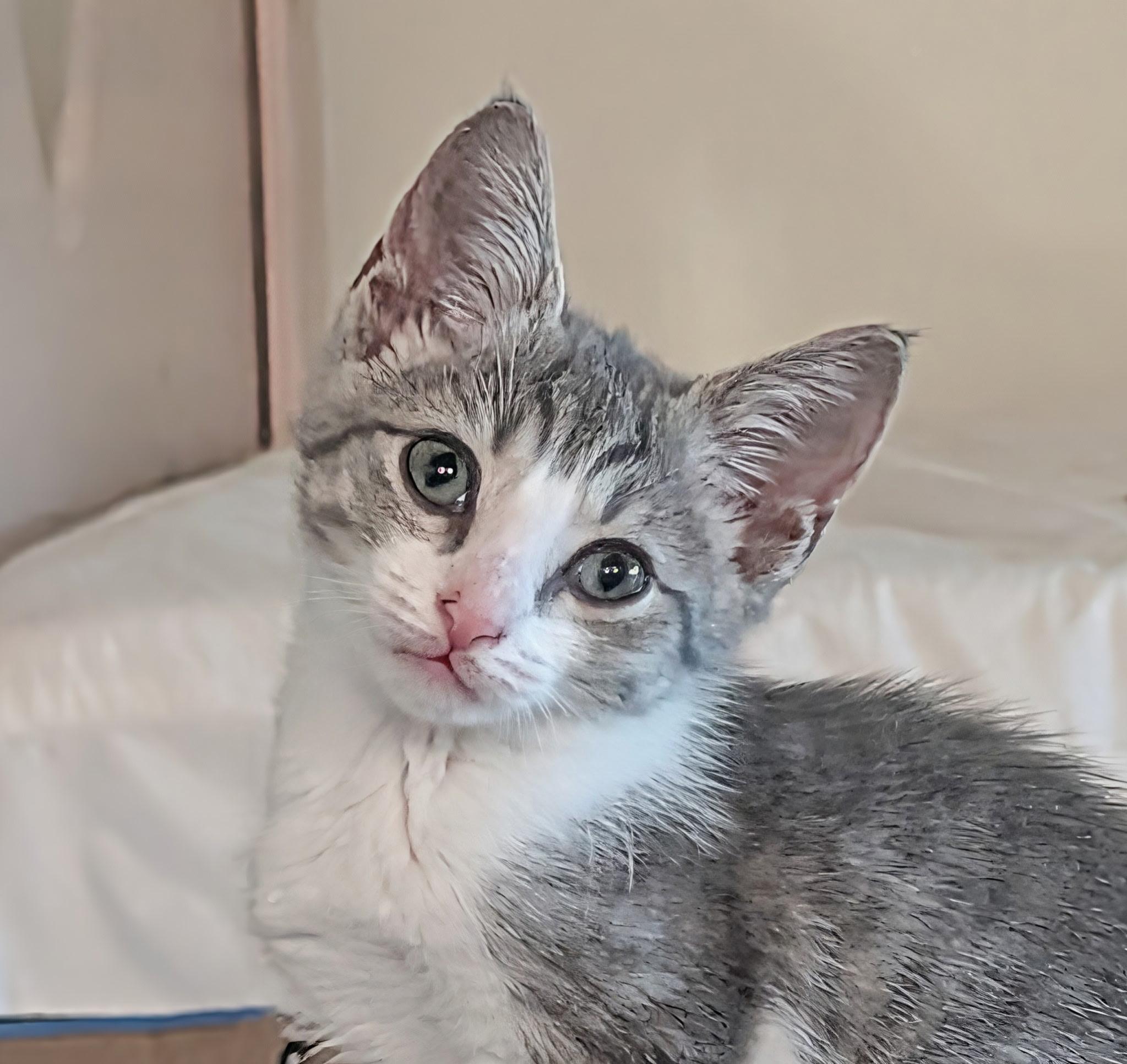 Enlarge Mimolette, a Adoptable Domestic Short Hair in Pittsburgh, PA image 2/5