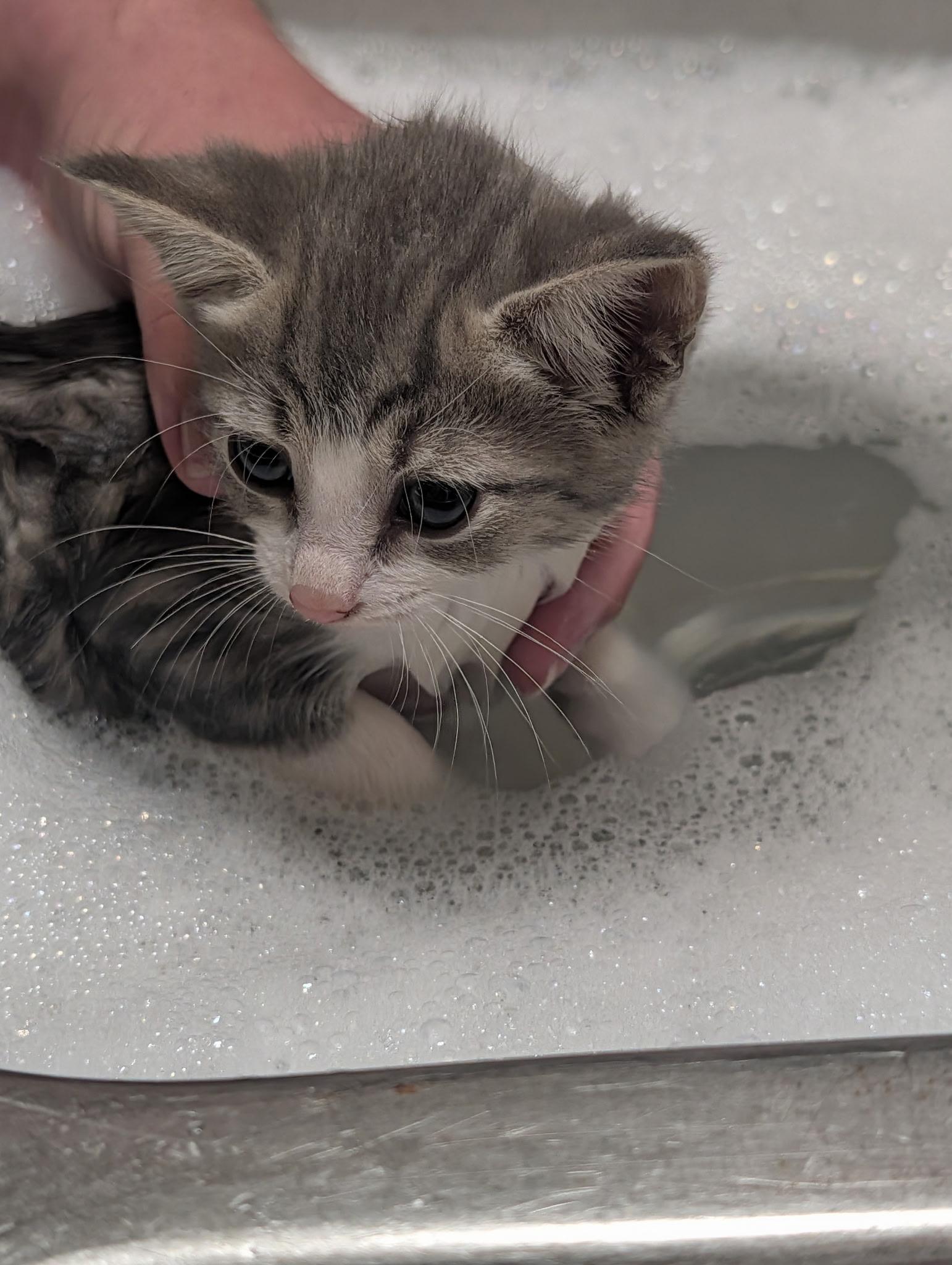 Enlarge Mimolette, a Adoptable Domestic Short Hair in Pittsburgh, PA image 3/5