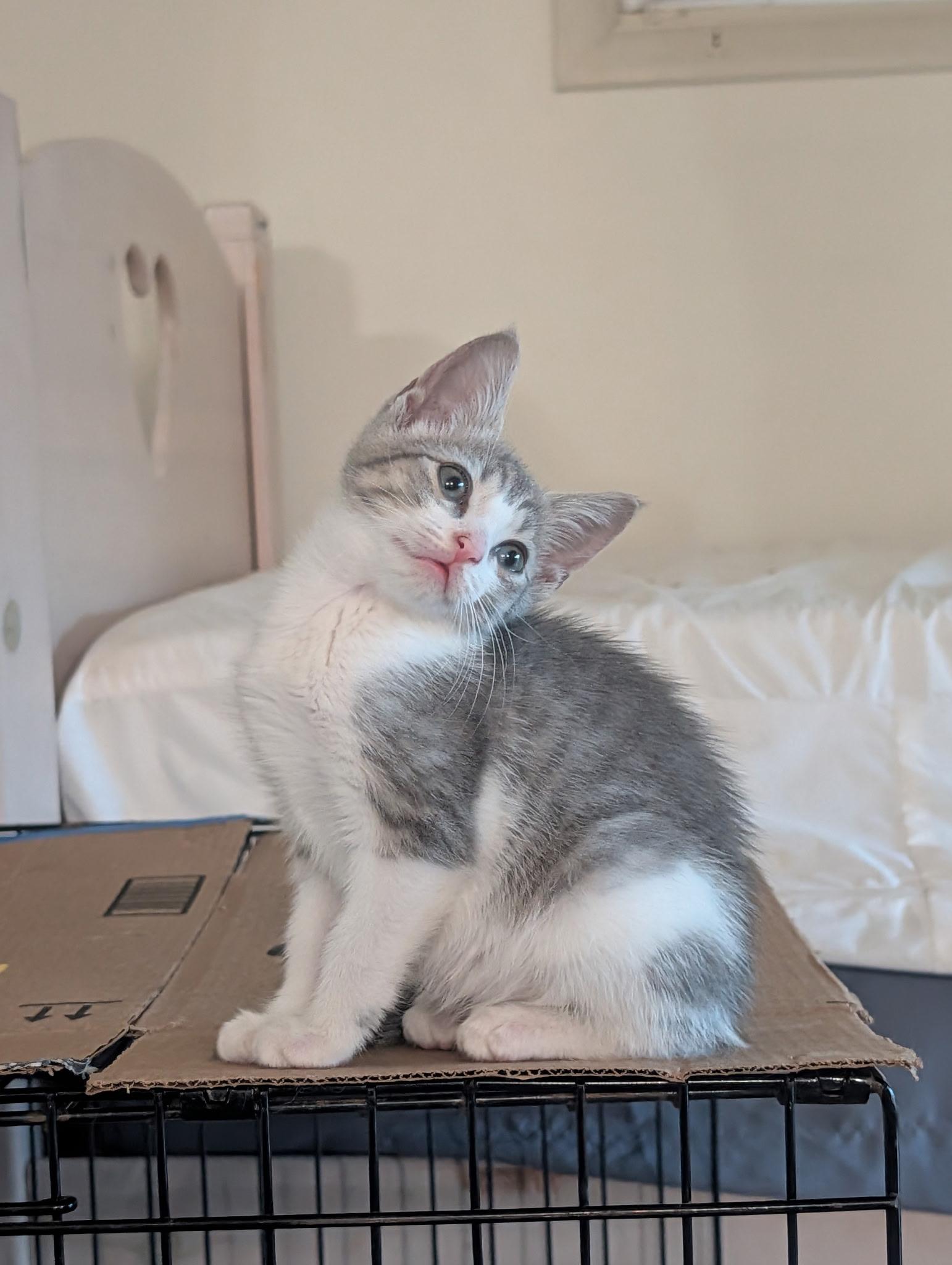 Mimolette, Adoptable, Kitten Female Domestic Short Hair.