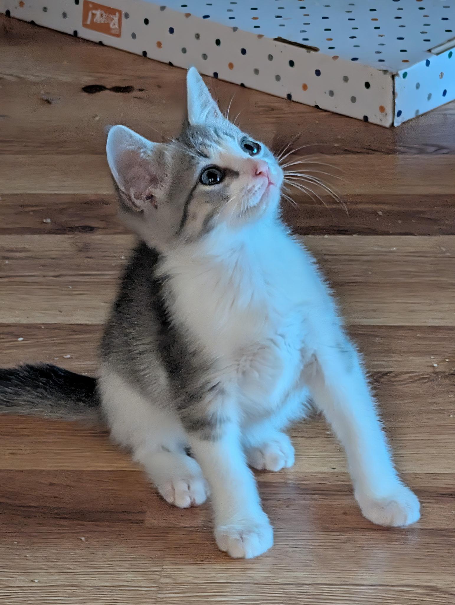 Enlarge Mimolette, a Adoptable Domestic Short Hair in Pittsburgh, PA image 5/5