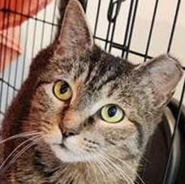 Enlarge Maggie, a ADOPTABLE Tabby in Lancaster, VA image 1/1