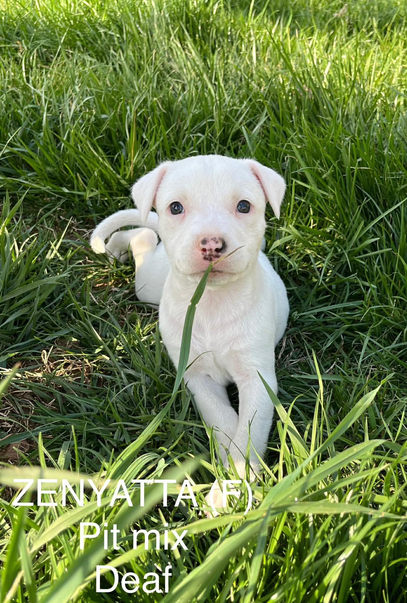 ZENYATTA, a Adoptable Pit Bull Terrier in Pomfret Center, CT image 1/3