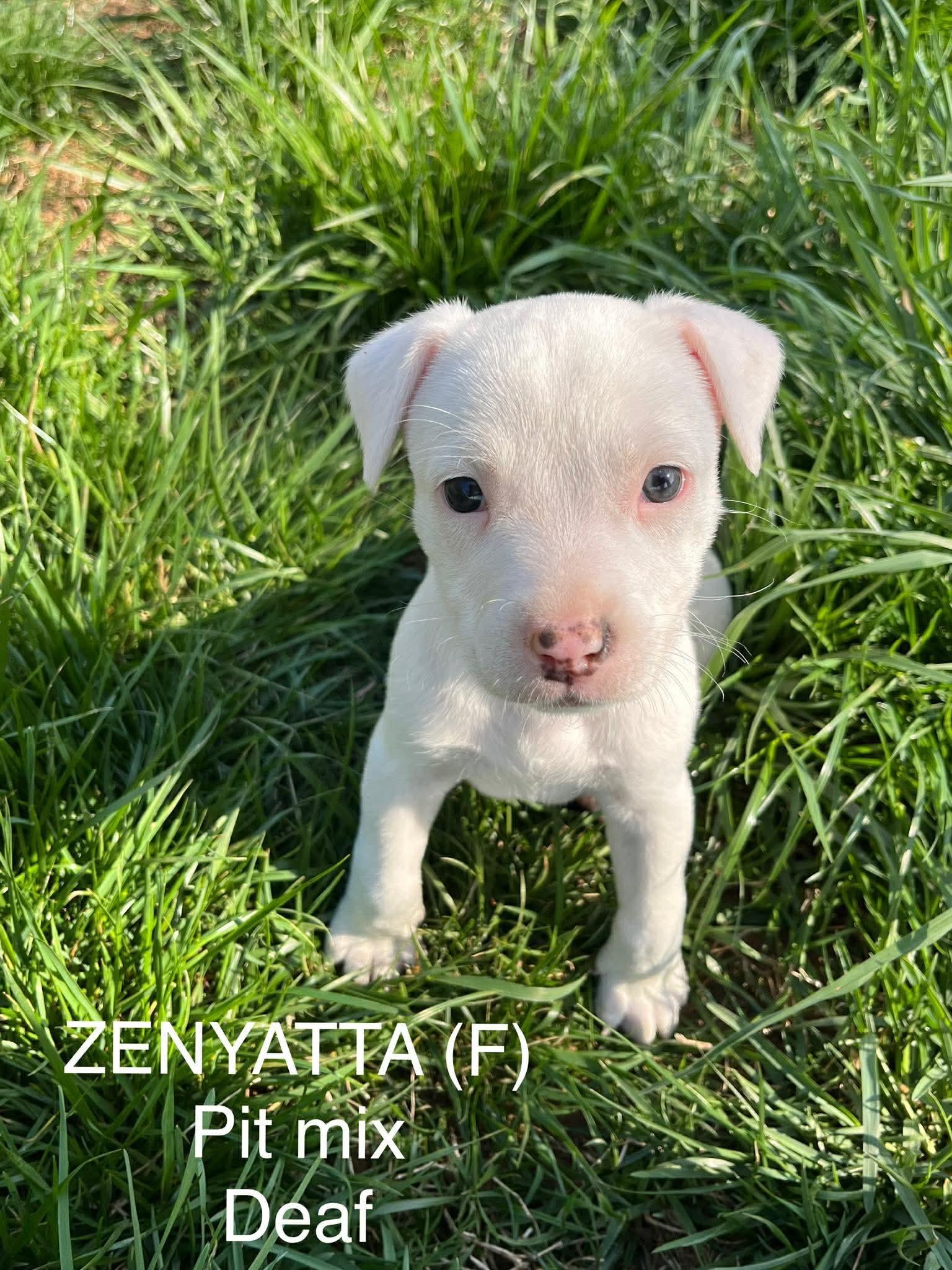 ZENYATTA, a Adoptable Pit Bull Terrier in Pomfret Center, CT image 2/3