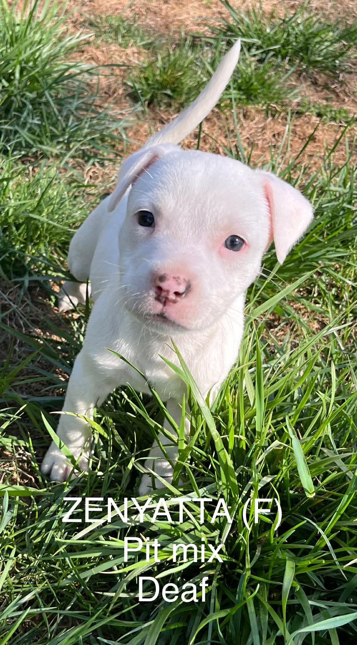 ZENYATTA, a Adoptable Pit Bull Terrier in Pomfret Center, CT image 3/3