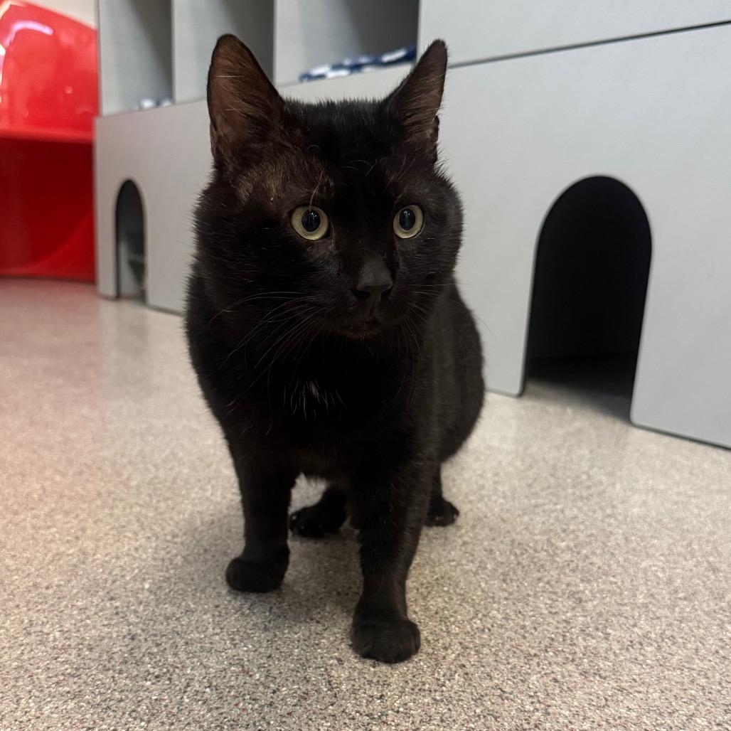 Beef (Frisco), Adoptable, Adult Male Domestic Short Hair.
