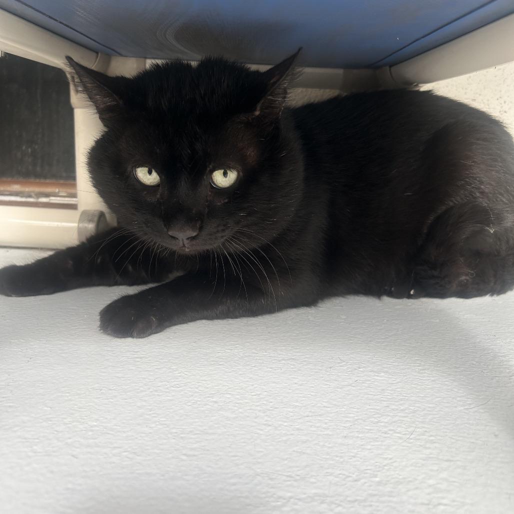 Beef (Frisco), a Adoptable Domestic Short Hair in Sarasota, FL image 2/6