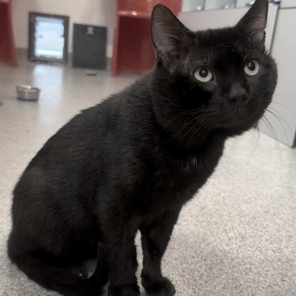 Beef (Frisco), a Adoptable Domestic Short Hair in Sarasota, FL image 3/6
